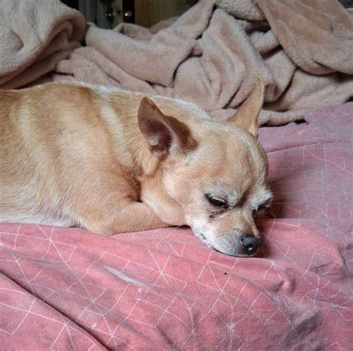 Not acting:&nbsp;The supermodel has not acted over the past few years, though, with her last movie role in 2019's Lying and Stealing